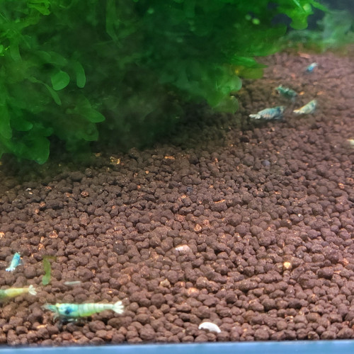 LOT DE 20 CREVETTES TAIWAN BEE:   BLUE BOLT