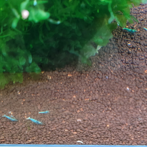 LOT DE 20 CREVETTES TAIWAN BEE:   BLUE BOLT