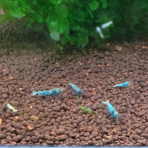 LOT DE 20 CREVETTES TAIWAN BEE:   BLUE BOLT