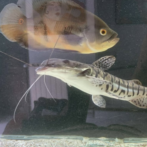 Gros poisson chat nez de pelle (Pseudoplatystoma fasciatum)