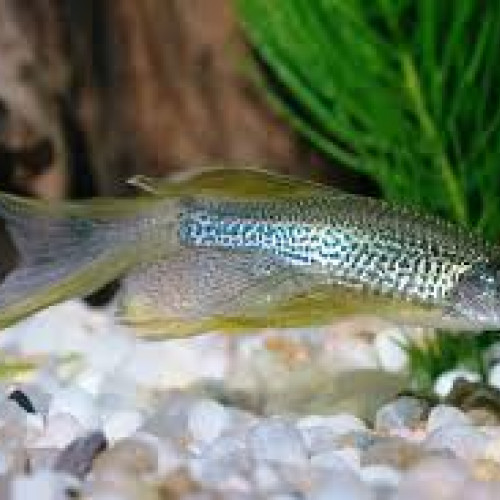 Danio frankei voile