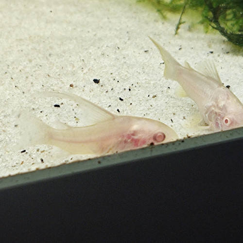 Corydoras paleatus albinos voile