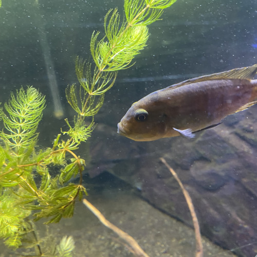 Groupe de Chidongo elongatus reproducteur