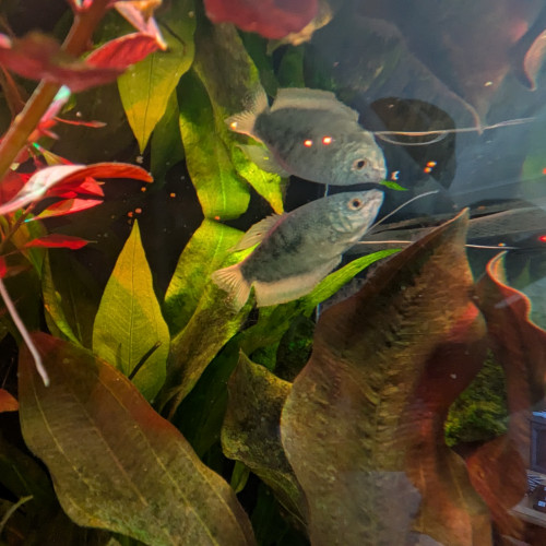 Donne Poissons siamois mangeurs d'algues et gouramis