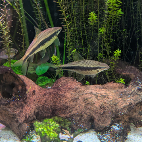 Donne Poissons siamois mangeurs d'algues et gouramis