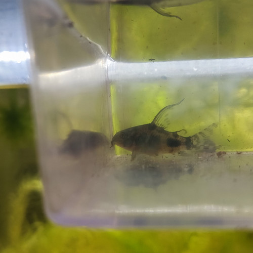 Corydoras paleatus voile