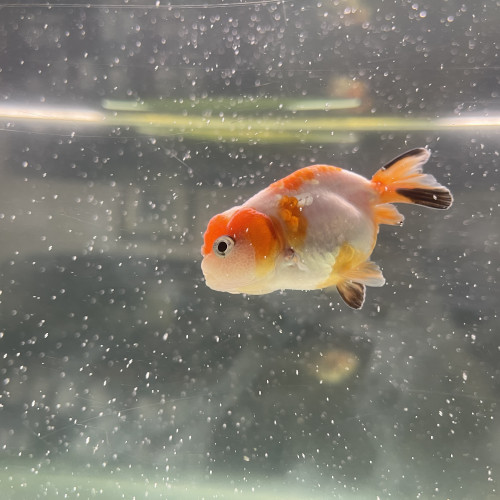 Ranchu