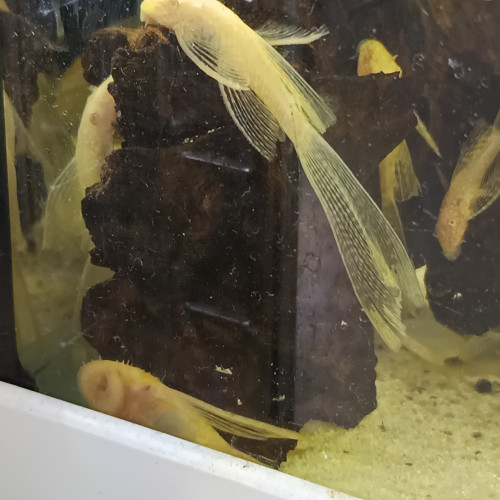 Ancistrus gold albinos voile
