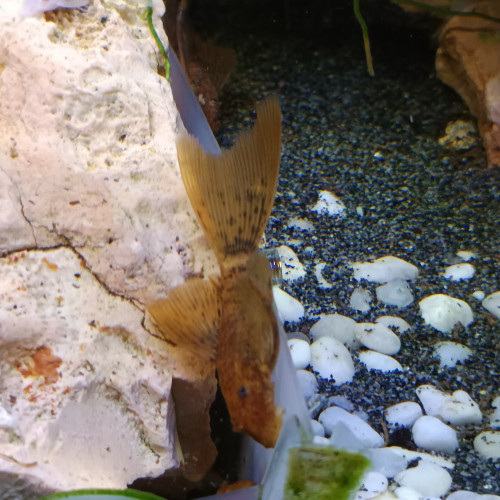 Ancistrus sp red voile ( long fin )