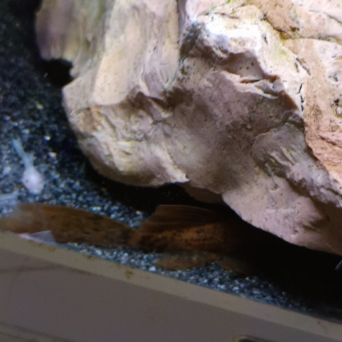 Ancistrus sp red voile ( long fin )