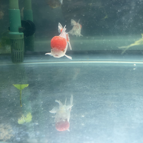 Couple Oranda red cap