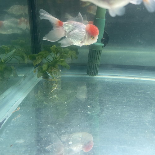 Couple Oranda red cap