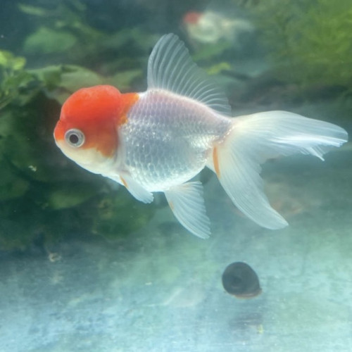 Couple Oranda red cap