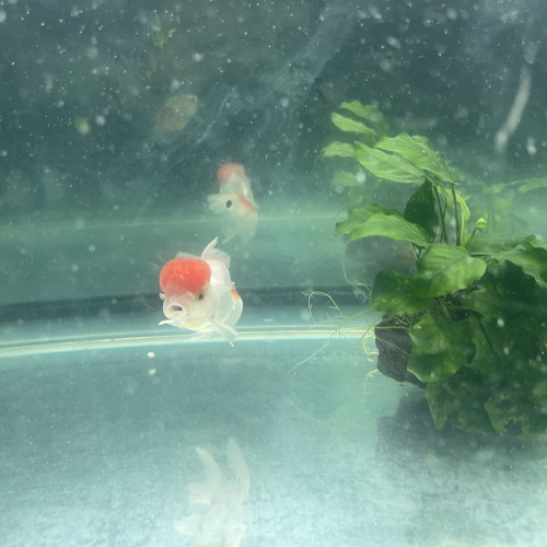 Couple Oranda red cap
