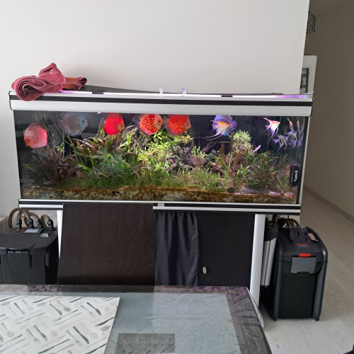 Aquarium 450 l complet +Discus