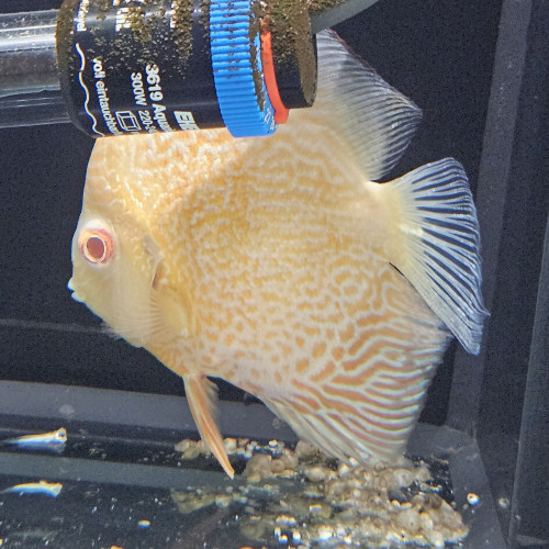 Donne discus jaune