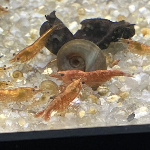 Neocaridina davidi Sakura orange