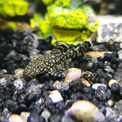 Ancistrus