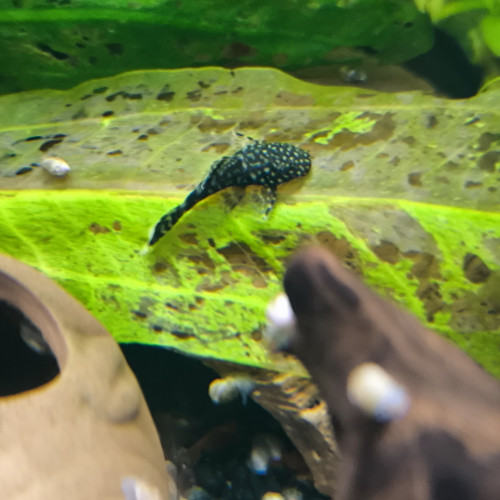 Ancistrus