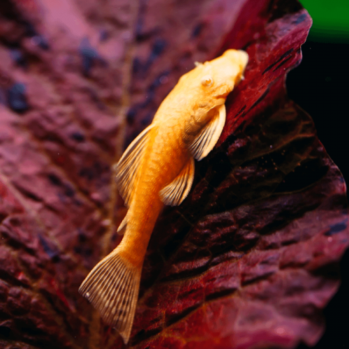 Jeune ancistrus gold