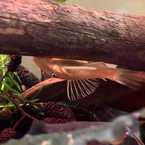 Jeune ancistrus gold
