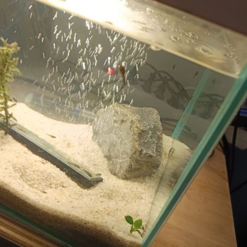Vends ou échange bébé guppy et bébé ancistrus