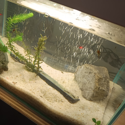 Vends ou échange bébé guppy et bébé ancistrus