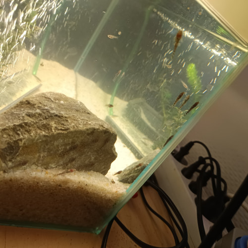 Vends ou échange bébé guppy et bébé ancistrus