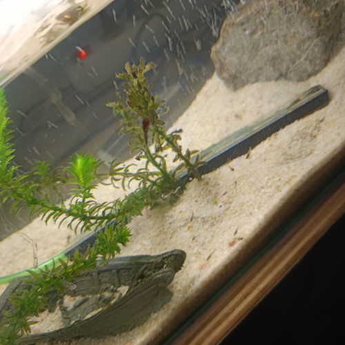 Vends ou échange bébé guppy et bébé ancistrus