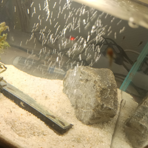 Vends ou échange bébé guppy et bébé ancistrus