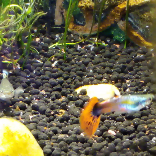 Vends guppy femelles et males + crevettes type red cherry