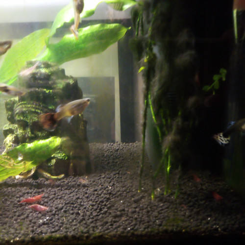 Vends guppy femelles et males + crevettes type red cherry