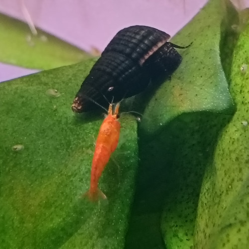 Tylomelania white spot