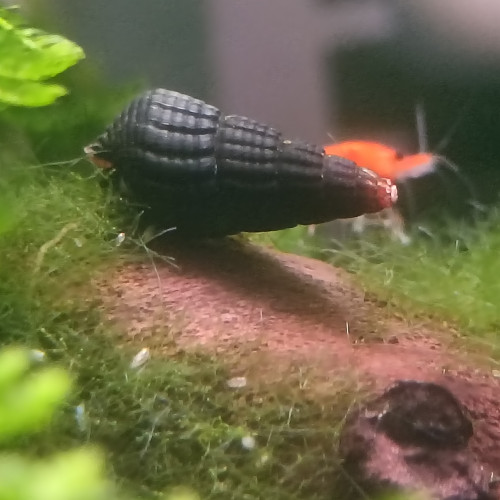 Tylomelania white spot