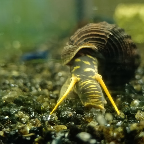 Tylomelania yellow spot