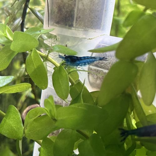 Crevette blue velvet