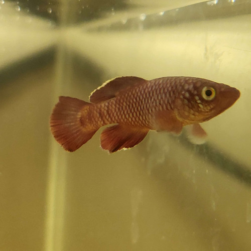 Vente - Couple Nothobranchius korthausae