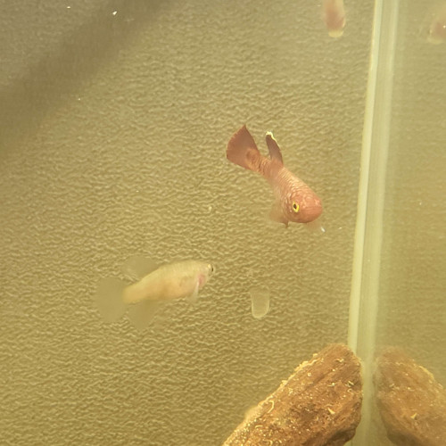 Vente - Couple Nothobranchius korthausae