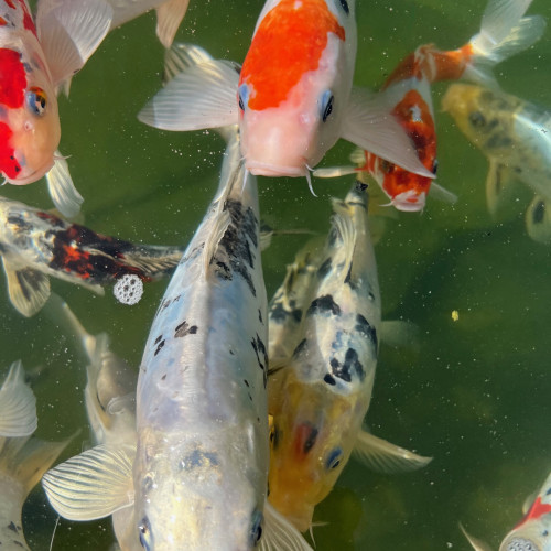 KOI