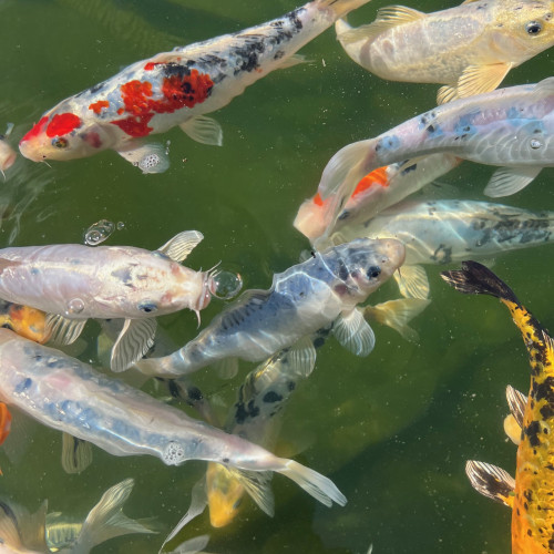KOI