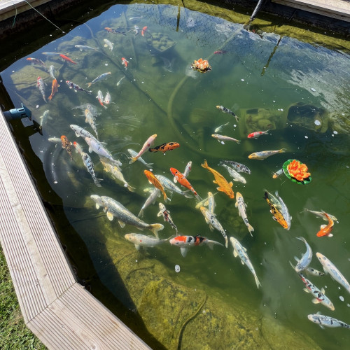 KOI