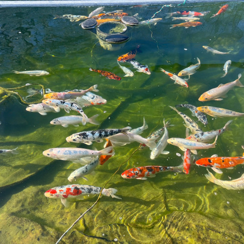 KOI