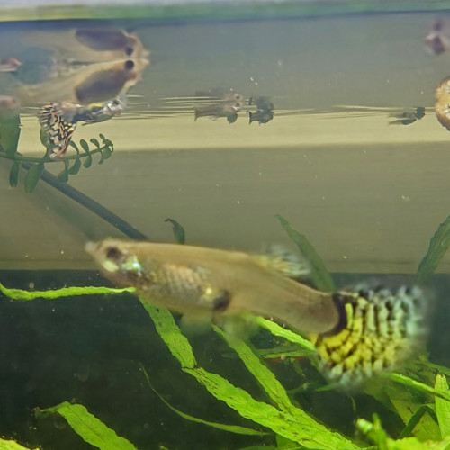Lots alevins guppys