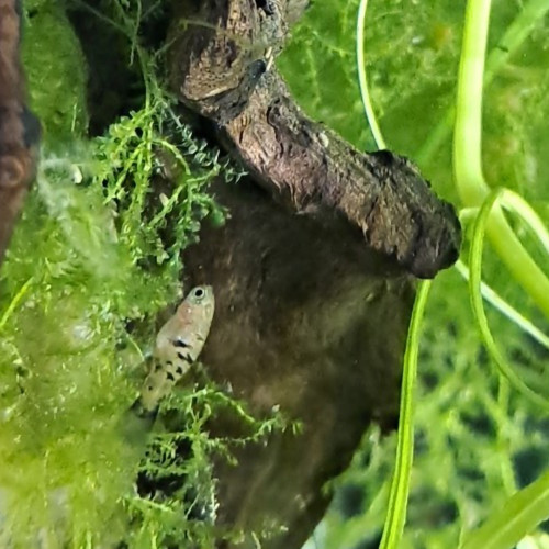 Platy et guppy