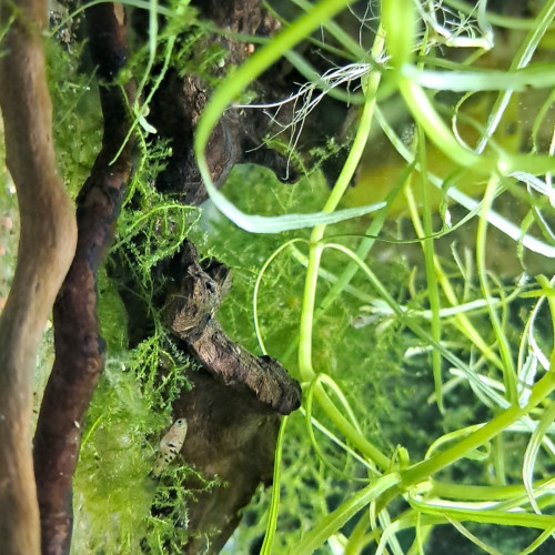 Platy et guppy