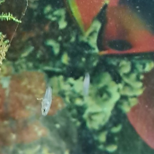 Platy et guppy