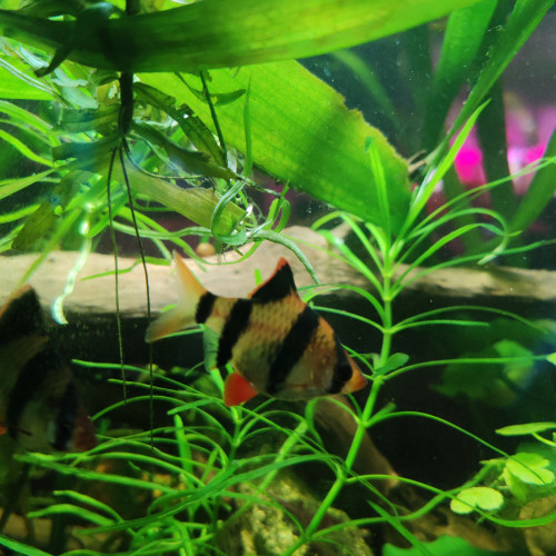 Barbus tetrazona