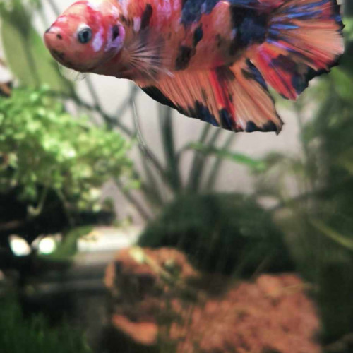 Betta Plakat Giant koi male