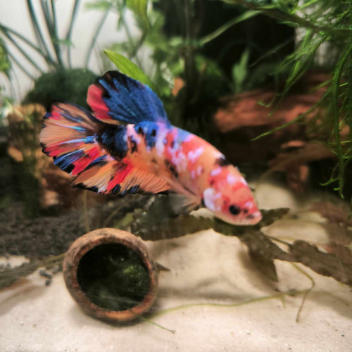Betta Plakat Giant koi male