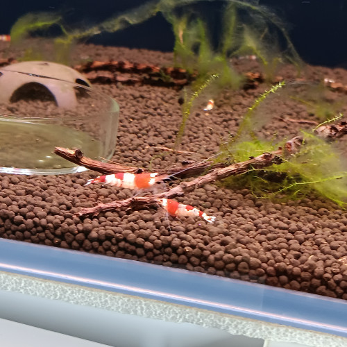 Crevette red crystal